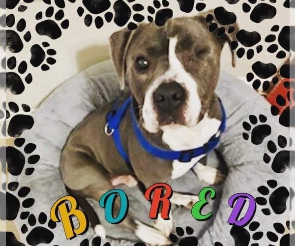 Medium Photo #4 Boxer-Staffordshire Bull Terrier Mix Puppy For Sale in Missouri City, TX, USA
