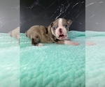 Small Photo #46 Boston Terrier Puppy For Sale in TULARE, CA, USA