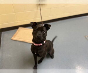 Labrador Retriever Dogs for adoption in Denver, CO, USA