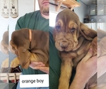 Small Photo #5 Bloodhound Puppy For Sale in BARTLEY, NE, USA