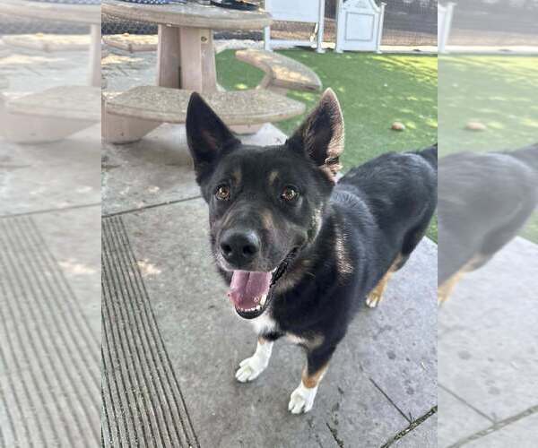 Medium Photo #1 German Shepherd Dog-Unknown Mix Puppy For Sale in Calgary, Alberta, Canada