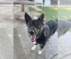 German Shepherd Dog-Unknown Mix Dogs for adoption in Calgary, Alberta, Canada