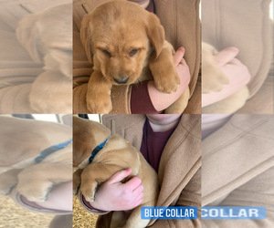 Labrador Retriever Puppy for sale in ARGYLE, WI, USA