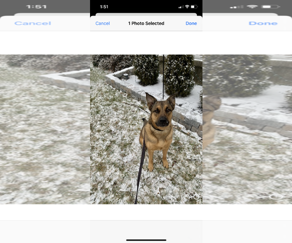 Medium Photo #1 Shepweiller Puppy For Sale in COLUMBIA, MD, USA