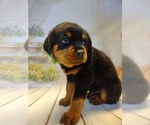 Small Photo #2 Rottweiler Puppy For Sale in BONAPARTE, IA, USA