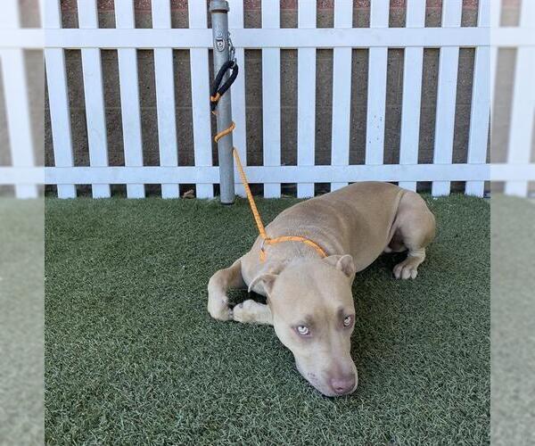 Medium Photo #1 Mutt Puppy For Sale in Modesto, CA, USA