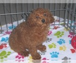 Small Photo #10 Poodle (Miniature) Puppy For Sale in ORO VALLEY, AZ, USA