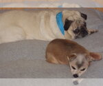 Small #4 Pug