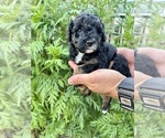 Puppy Edisto Aussiedoodle Miniature 