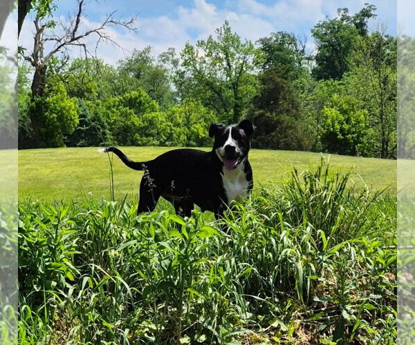 Medium Photo #12 Mutt Puppy For Sale in MECHANICSBURG, PA, USA
