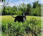 Small #11 Mutt