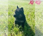 Small Photo #11 German Shepherd Dog Puppy For Sale in ROCKFIELD, KY, USA