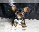 Small #7 Yorkshire Terrier