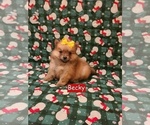 Small #2 Pomeranian