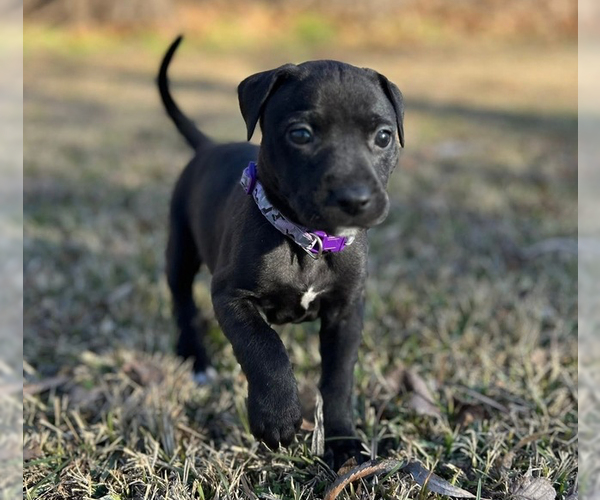 Medium Photo #1 Mutt Puppy For Sale in OKLAHOMA CITY, OK, USA