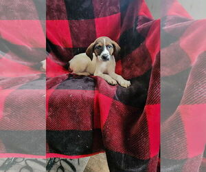 Beagle-Unknown Mix Dogs for adoption in SHERBURNE, NY, USA