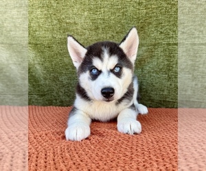 Siberian Husky Puppy for sale in OCALA, FL, USA