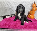 Small #4 Golden Mountain Dog