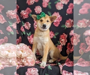 Shiba Inu Puppy for sale in OXFORD, PA, USA