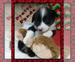 Small Photo #26 Pembroke Welsh Corgi Puppy For Sale in LOGAN, NM, USA