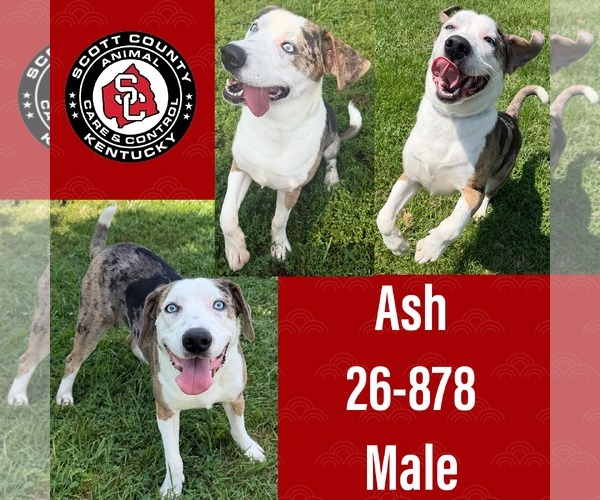 Medium Photo #2 Australian Shepherd-Catahoula Leopard Dog Mix Puppy For Sale in Georgetown, KY, USA