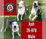 Small #1 Australian Shepherd-Catahoula Leopard Dog Mix