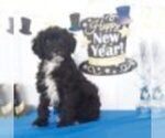 Small Photo #2 Goldendoodle Puppy For Sale in MOUNT VERNON, OH, USA