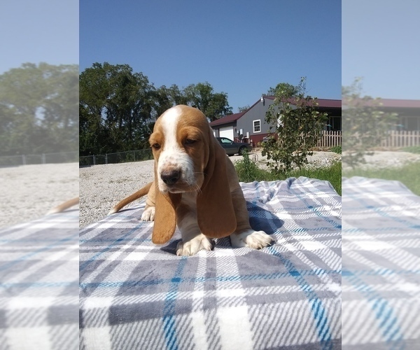 Medium Photo #26 Basset Hound Puppy For Sale in PETERSBURG, IN, USA