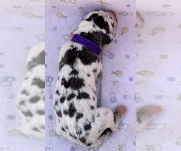 Medium Photo #4 Great Dane Puppy For Sale in MARSHVILLE, NC, USA