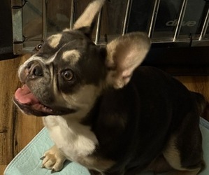 Mother of the French Bulldog puppies born on 06/03/2025