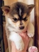 Small Photo #1 Pomsky Puppy For Sale in CENTRALIA, MO, USA