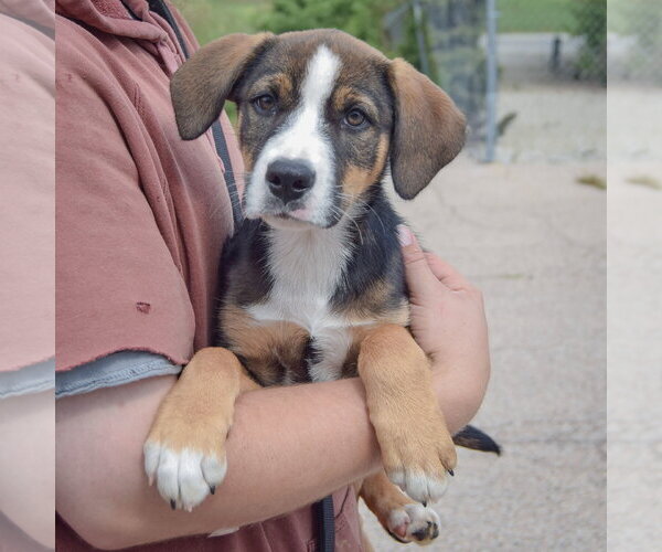 Medium Photo #3 German Shepherd Dog-Unknown Mix Puppy For Sale in Huntley, IL, USA