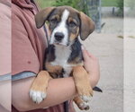 Small #2 German Shepherd Dog Mix