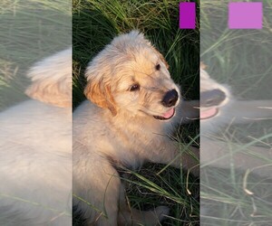Golden Retriever Puppy for Sale in STOCKDALE, Texas USA