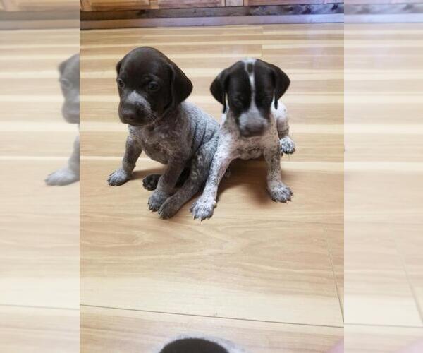 Medium Photo #3 German Shorthaired Pointer Puppy For Sale in ARDEN, NC, USA