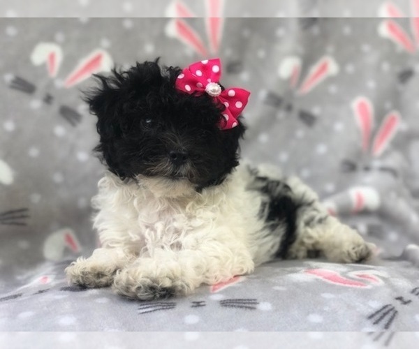 Medium Photo #3 Shih-Poo Puppy For Sale in LAKELAND, FL, USA