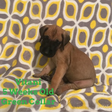 Medium Photo #1 Great Dane Puppy For Sale in PORT SAINT LUCIE, FL, USA