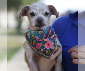 Chihuahua-Unknown Mix Dogs for adoption in San Antonio, TX, USA