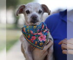 Small Chihuahua Mix