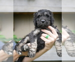Small Photo #5 Goldendoodle Puppy For Sale in LAKEWOOD, WA, USA