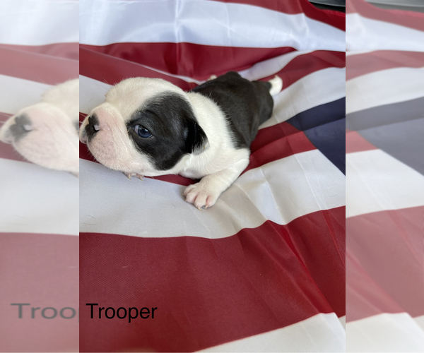 Medium Photo #11 Boston Terrier Puppy For Sale in VACAVILLE, CA, USA