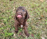 Small #4 German Shorthaired Pointer-Goldendoodle Mix