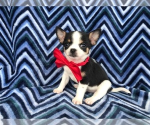 Chihuahua Puppy for sale in QUARRYVILLE, PA, USA
