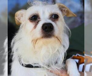 Chihuahua-Unknown Mix Dogs for adoption in San Antonio, TX, USA