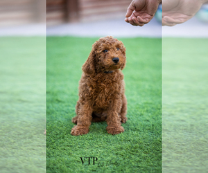 Poodle (Miniature) Puppy for sale in LAS VEGAS, NV, USA