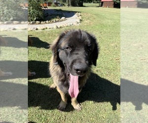 Father of the Leonberger puppies born on 09/13/2025
