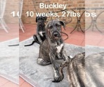 Puppy Buckley Irish Wolfhound