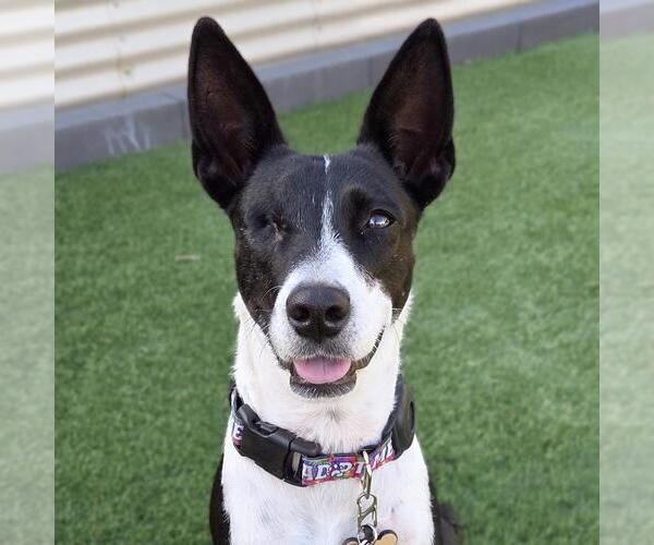 Medium Photo #16 Border Collie-Unknown Mix Puppy For Sale in San Diego, CA, USA