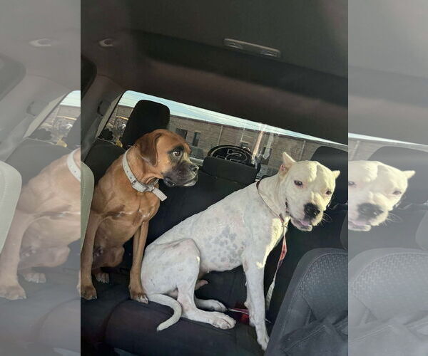 Medium Photo #2 Boxer-Unknown Mix Puppy For Sale in Dumont, NJ, USA