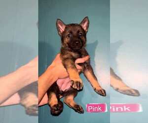 German Shepherd Dog Puppy for sale in MAYSEL, WV, USA